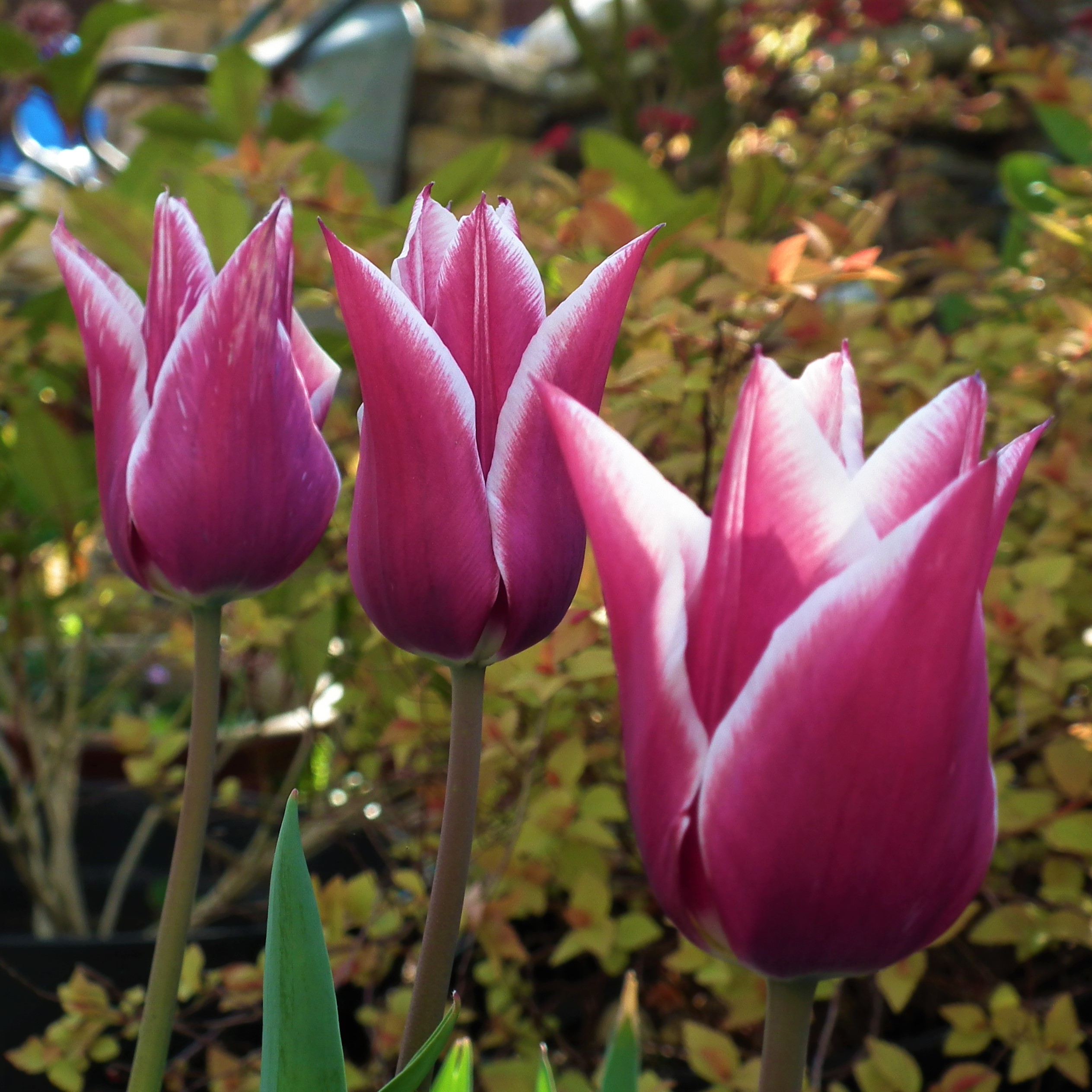 Tulip Claudia